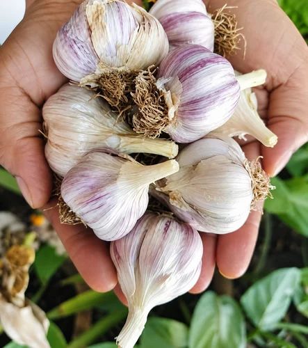 Regular White Organic Whole Garlic