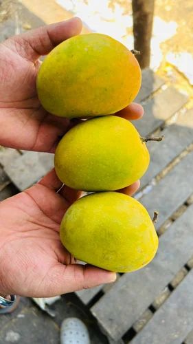 A Grade Devgad Alphonso Fresh Mangoes