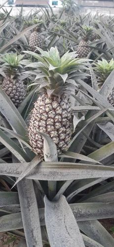 Pineapples