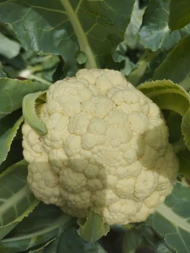 Fresh Organic Cauliflower