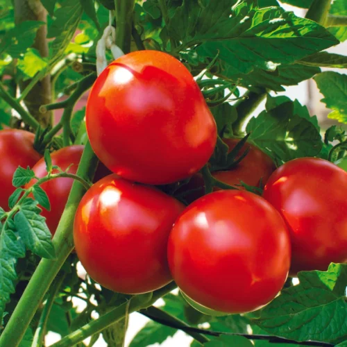 Red Organic Tomato