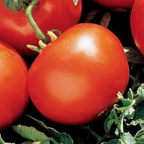 Organic Red Tomato Vegetable