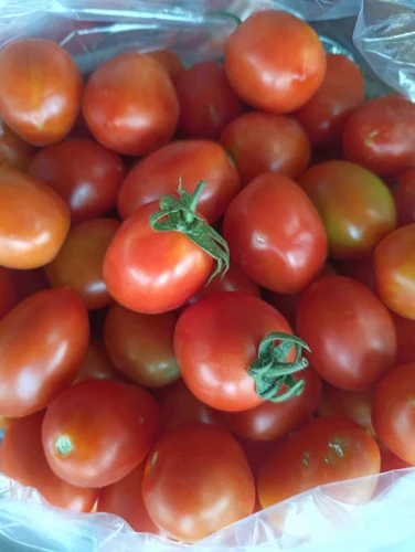 Organic Fresh Tomato Vegetable, Loose, Variety / Grade: A Grade