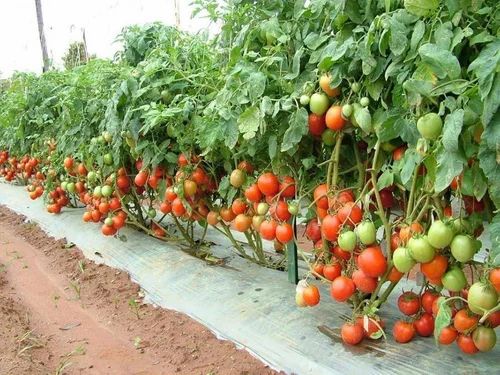 Fresh Organic Tomato