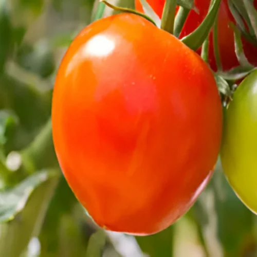 Fresh Organic Tomato