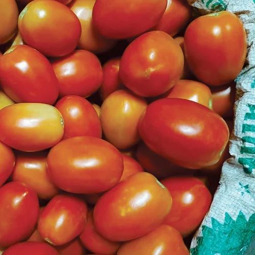 Fresh Organic Tomato