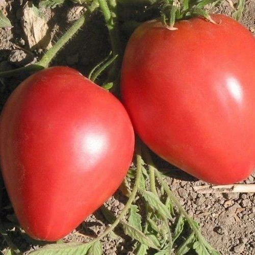 Organic Tomato