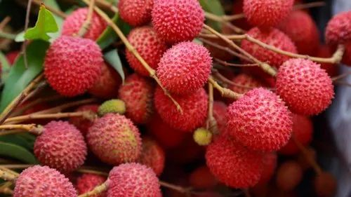 Litchi