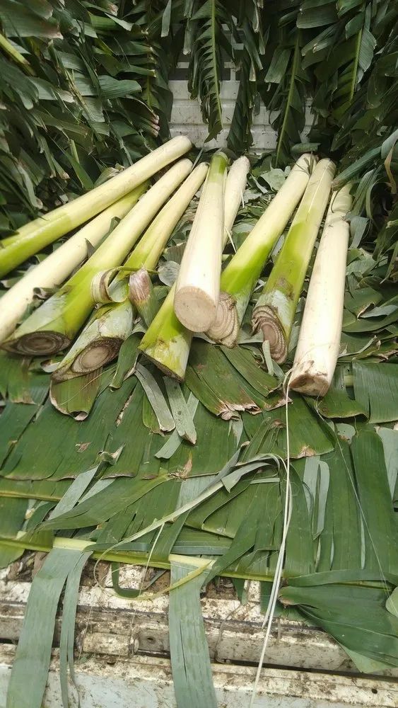 Banana Stem
