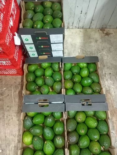 Fresh Hass Avocado