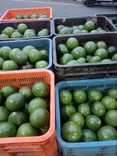Avocado Butter Fruit