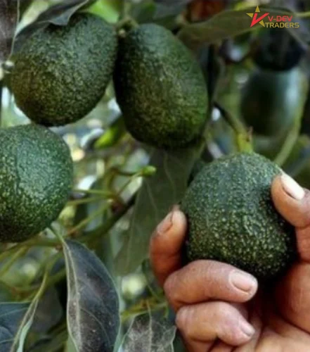 Fresh Kodai Avocado