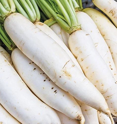 A Grade Organic Radish