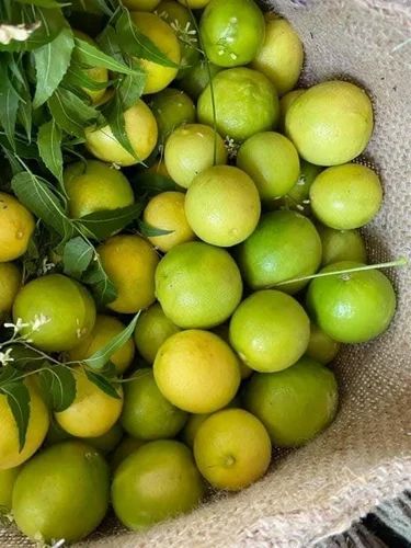A Grade Organic Lemon