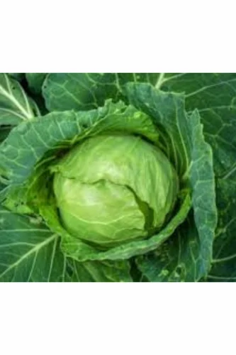 Green A Grade Fresh Organic Cabbage