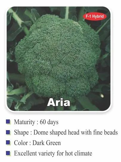 Aria Broccoli
