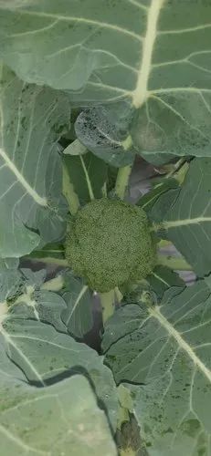 Uttar Pradesh Organic broccoli, Pesticide Free (for Raw Products), Packaging Size: 5kg