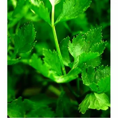 Pan India Organic Celery, Pesticide Free (for Raw Products)