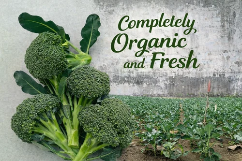 Fresh organic broccoli