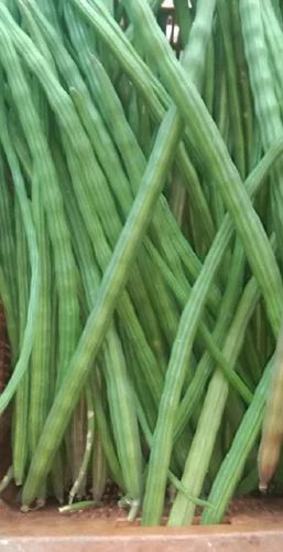 A Grade Conventional Moringa Drum Stick, Loose