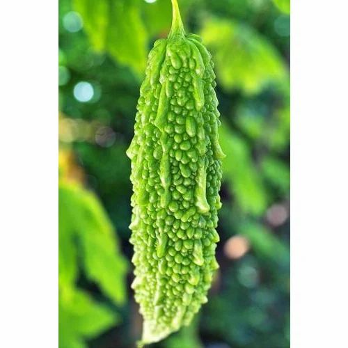 Organic Bitter Gourd