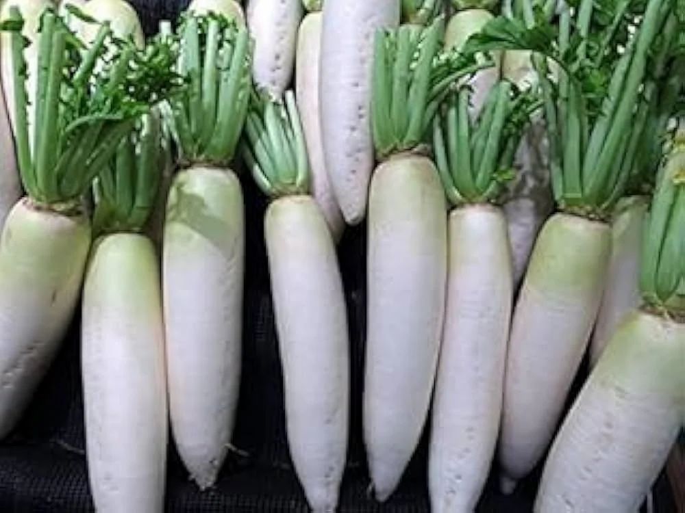 Fresh organic Radish