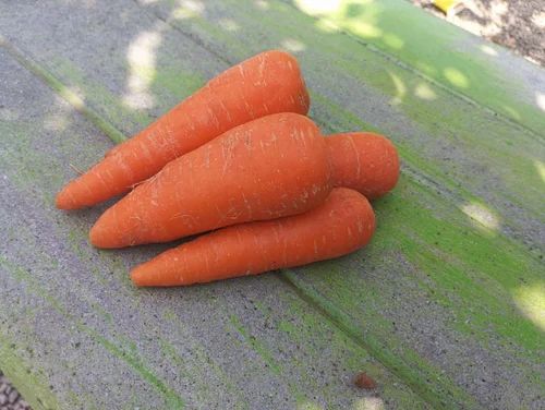 Fresh Organic Carrot