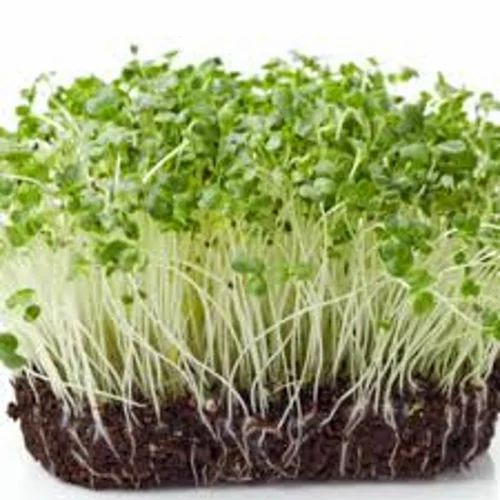 A Grade Organic Cauliflower Microgreen