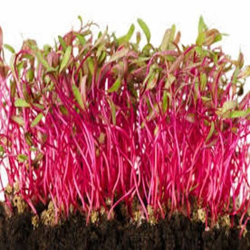 A Grade Organic Beetroot Microgreen