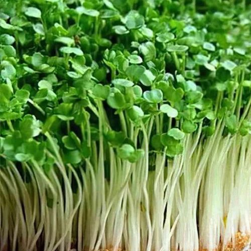 A Grade Organic Cabbage Microgreen