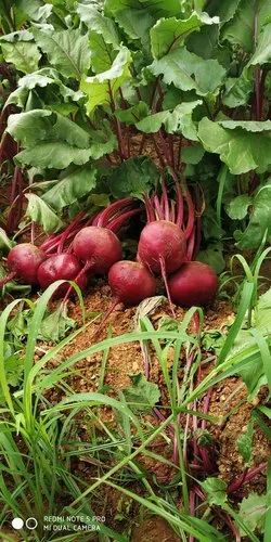 Organic Beetroot