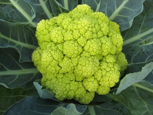B Grade Organic Green Cauliflower, Packaging: Loose
