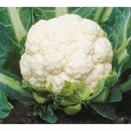 A Grade Fresh Organic Cauliflower