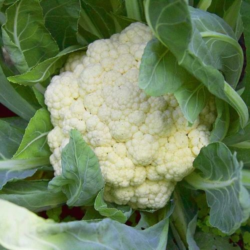 A Grade White Green Natural Cauli Flower