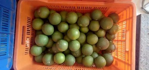 Rajasthan Organic Maushambi, Pesticide Free (for Raw Products)