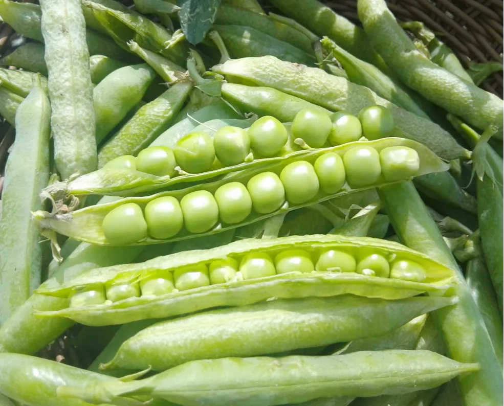 Organic Pea