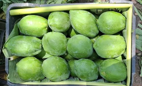 A Grade Fresh Natural Raw Papaya