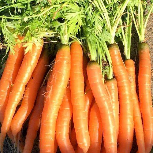 Fresh Organic Carrot