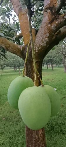 Fresh Langra Mango Fruit