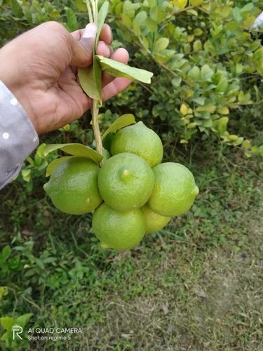 Uttarakhand Organic Lemon, Pesticide Free (for Raw Products), Packaging Size: 5-10 kg