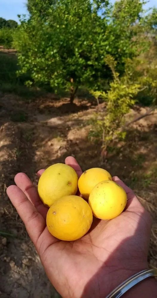 Organic Lemon