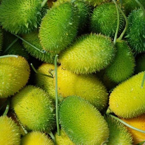 Fresh Teasel Gourd