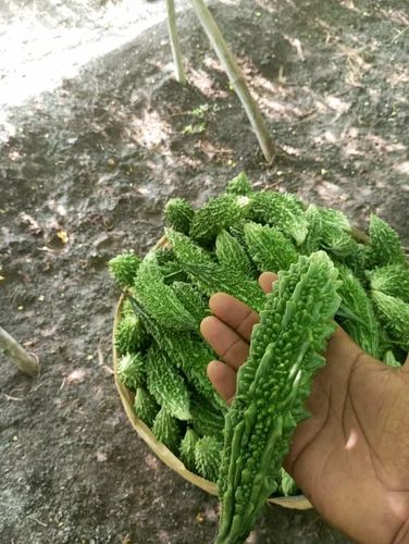 A Grade Green Bitter Gourd