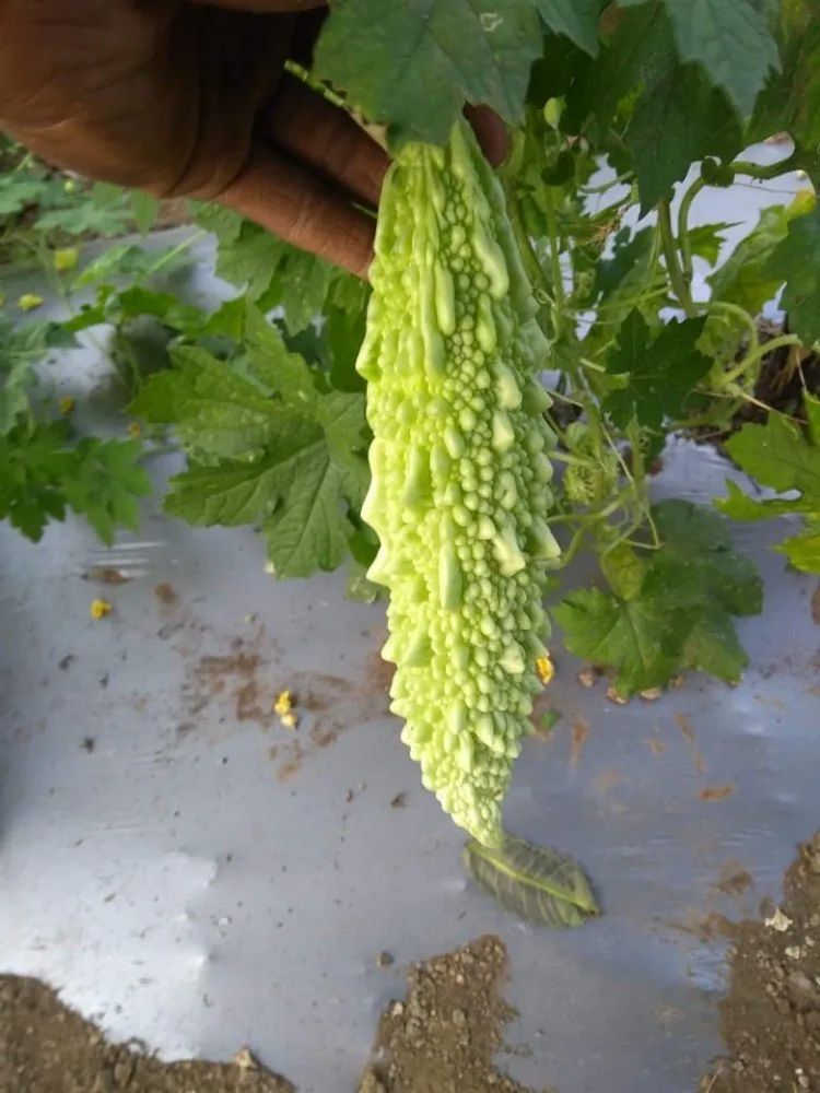 Organic Bitter Gourd