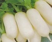 Fresh Radish