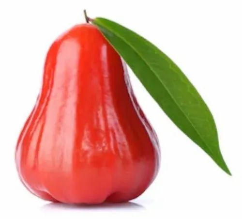 Fresh A Grade Organic Rose Apple, Packaging Size: 5 Kg, Packaging Type: Carton