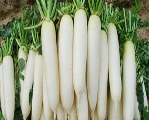 Yellow Maharashtra Fresh Organic Radish, Carton, 20 Kg