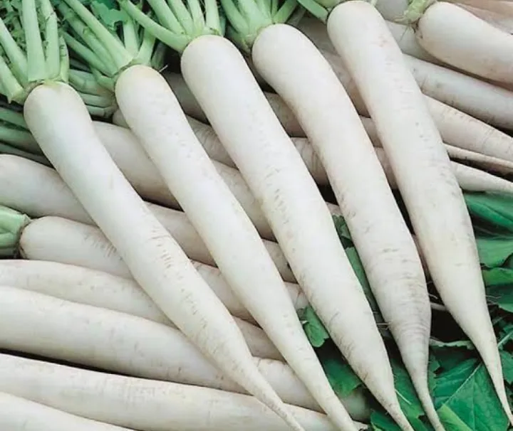 Fresh Radish