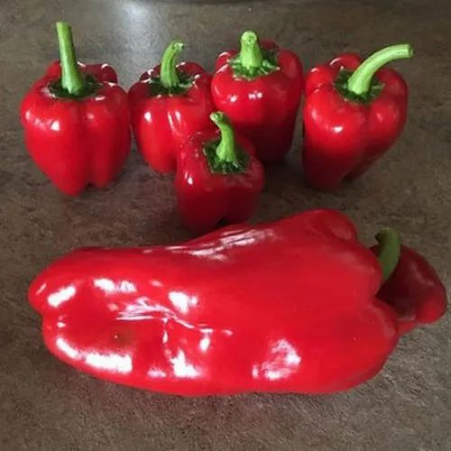 Red Capsicum A Grade Organic Capsicum, for Food, Packaging Size: 25-30 Kg