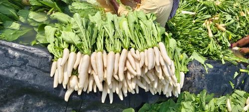Radish
